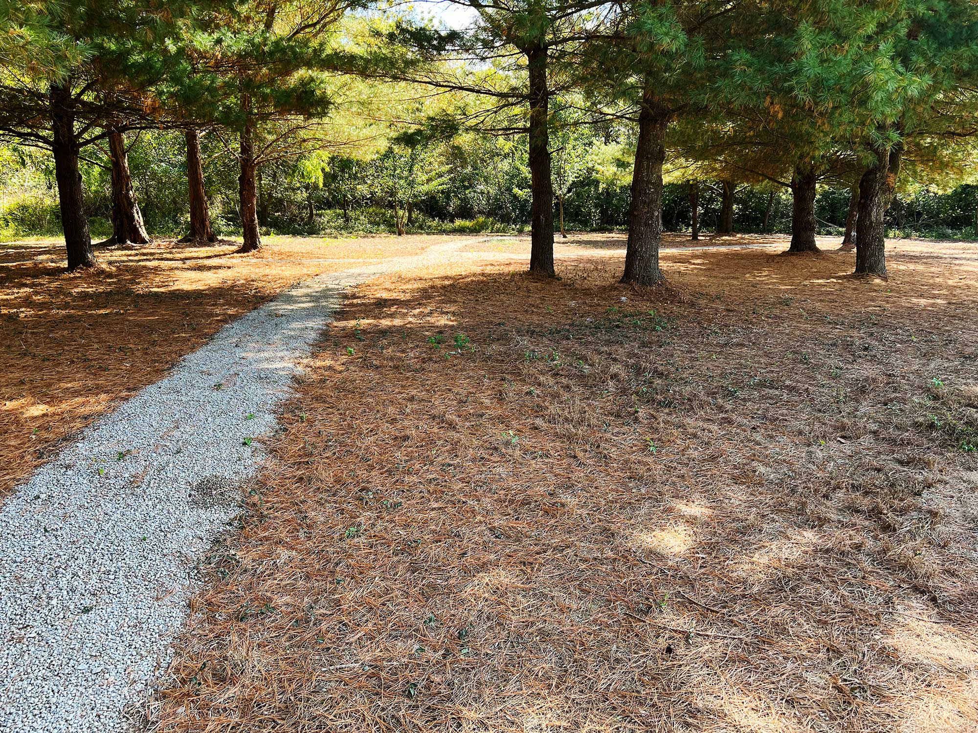 The grounds of the Pine Forest Natural Burial area at Glen Forest Cemetery.