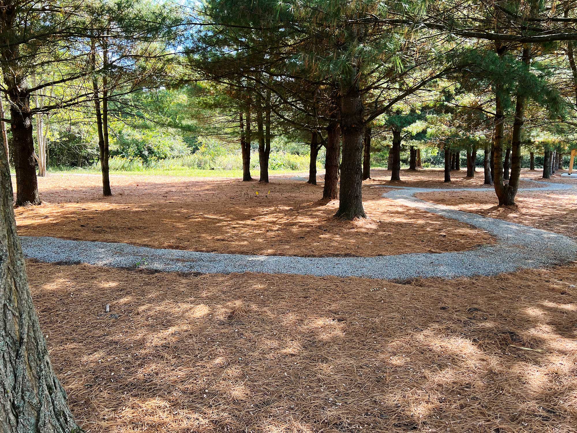 The grounds of the Pine Forest Natural Burial area at Glen Forest Cemetery.
